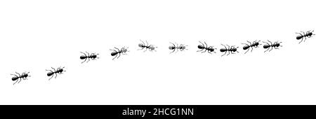 Ants marching in trail searching food. Ant path isolated in white background. Vector illustration Stock Vector