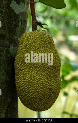 The biggest jackfruit is a popular fruit in Bangladesh. The pulp of the ripe fruit is eaten fresh and unripe fruits cooking Stock Photo