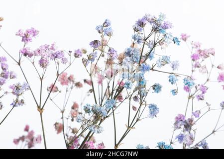Abstract background of dry with tiny colorful blossoms flowers on white background with copy space. Blurry image with shallow depth of field Stock Photo