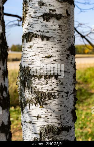 Birch trunk, white bark with gray scratches and damage. Vertical photography Stock Photo