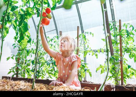 Pretty little girl with blue eyes in pink dress touch red tomato on plant putting out tongue in greenhouse. Harvest vegetarian diet, healthy lifestyle