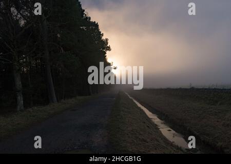 An empty forest path in the evening Stock Photo