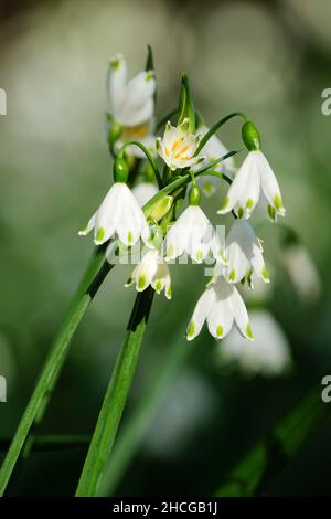 Leucojum aestivum 'Gravetye Giant', summer snowflake 'Gravetye Giant'. Bell-shaped white flowers in early spring Stock Photo