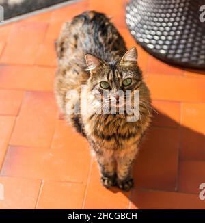 A little cat looking at her master with her big green eyes Stock Photo