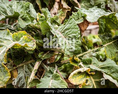 Natural Organically grown vegetables and plants are grown in a community garden. Stock Photo