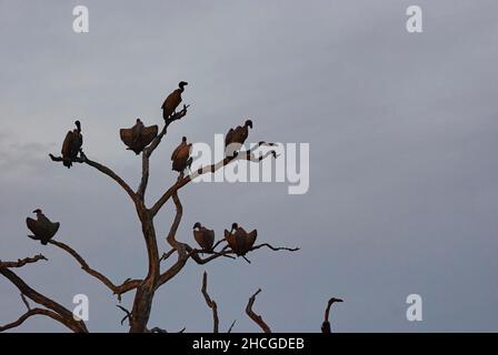 Flock of Vultures sitting on a dead tree against the evening sky at dusk in Africa Stock Photo