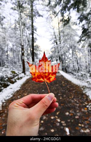 Vertical shot of a person holding a dried maple leaf in a forest covered in the snow in winter Stock Photo