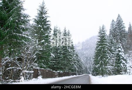 Asphalt road between the snow-covered forest. Road in the alpine forest. Stock Photo