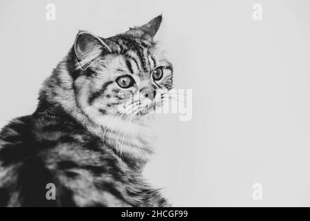 Cute Persian cat sitting black and white portrait Stock Photo