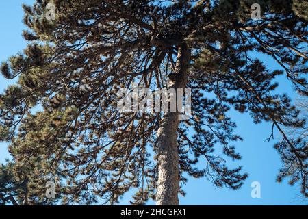 Old pine tree in Tanzhe Temple situated in the Western Hills, a mountainous area in western Beijing, China. 29-Dec-2021 Stock Photo