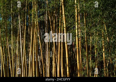 Old bamboo in Tanzhe Temple situated in the Western Hills, a mountainous area in western Beijing, China. 29-Dec-2021 Stock Photo