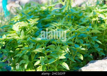 Herb Basil Ocimum basilicum growing in a backyard vegetable