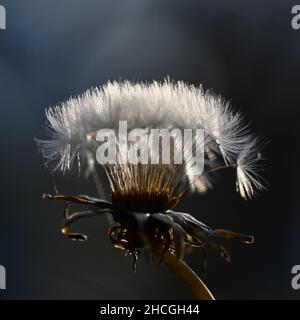 Closeup shot of a dandelion on a blurry background Stock Photo