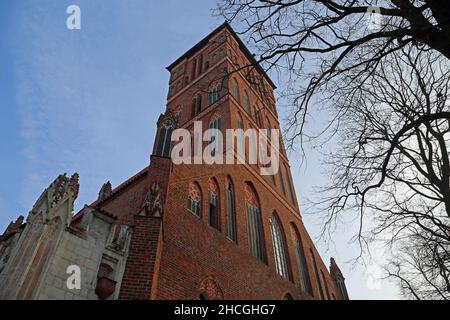 The tower and the tree - Saint Jacob's Church - Torun, Poland Stock Photo