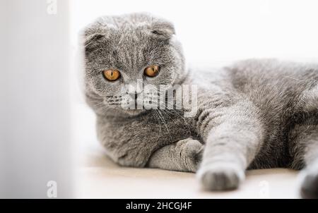 British scottish fold cat lying on Windowsill and looks relaxed with yellow eyes Stock Photo