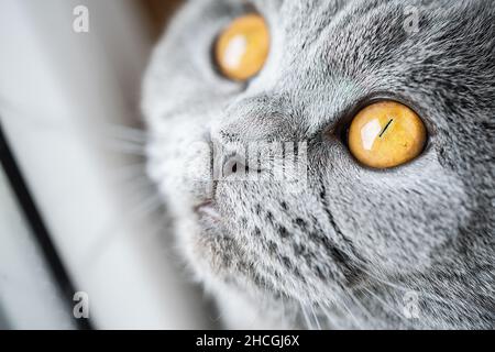 Cute scottish fold cat is resting on a light window with yellow eyes looking outside Stock Photo