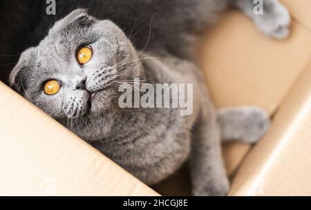 Funny scottish fold cat looking curious out of cardboard box Stock Photo