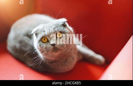Cat relaxing on a a red chair with interested, question facial face expression. Gray cute scottish fold kitten at home. Stock Photo