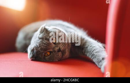 Cat chilling out on a red armchair. Gray fluffy cute scottish fold kitten at home concept image Stock Photo