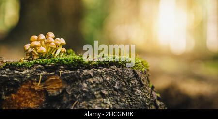 beautiful mushroom in grass on a tree trunk, autumn season. little fresh mushroom on moss, growing in Autumn Forest. copyspace for your individual tex Stock Photo