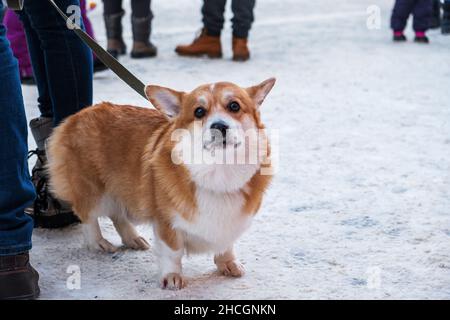 Close-up pembroke welsh corgi dog stands on leash in snow next to its owner in winter in city. Pets, animals in city, care concept. Selective focus. Stock Photo