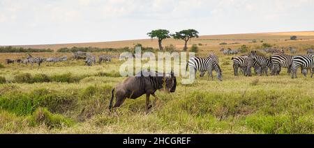 African landscape with gnus, Connochaetes taurinus and zebras, Equus quagga, in the Maasai Mara Stock Photo
