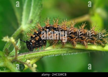 Closeup on the spiky caterpillar of the map butterfly, Araschnia levana , in the vegetation in the garden Stock Photo
