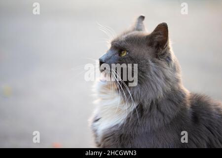 City cat. Gray fluffy cat walks on the street. Stock Photo