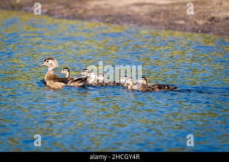 A mother duck and her ducklings out for a swim in the marsh on our property in rural Door County Wisconsin. Stock Photo