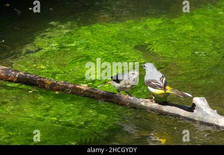 Grey Wagtail (Motacilla cinerea) adult feeding a juvenille on a branch over a stream Stock Photo