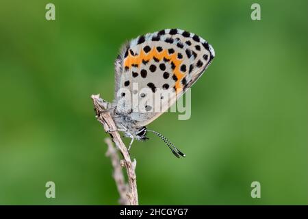 Chequered blue butterfly sitting on a dry stalk of grass, closeup. Blurred natural green background. Copy space. Genus species Scolitantides orion. Stock Photo