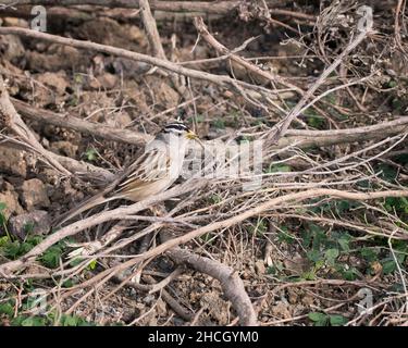 A White-crowned Sparrow (Zonotrichia leucophrys ) perches on a shrub, San Simeon, CA. Stock Photo