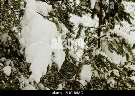 Close up of fir tree branch covered with snow in winter forest. Real winter and Christmas background Stock Photo