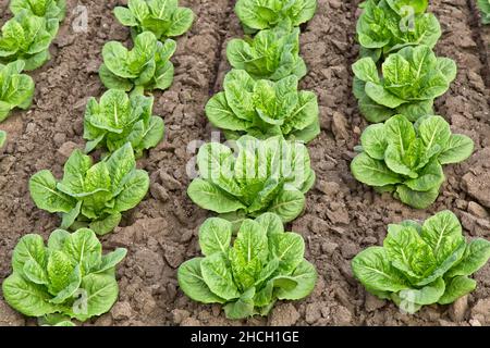 Young Romaine Lettuce plants growing in field 'Lactuca sativa'. Stock Photo