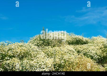 False mayweed, Tripleurospermum perforatum and blue sky Stock Photo