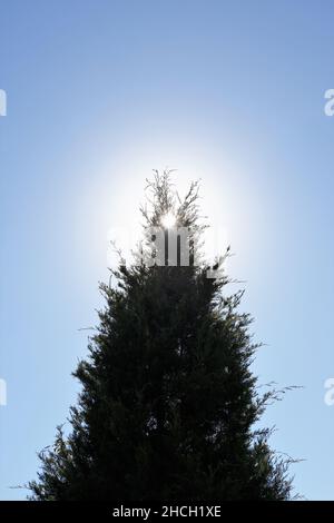 Sun shining through the top of a pointed evergreen tree. Stock Photo