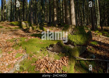 Licht und Schatten im Fichtenwald bei Kirchdorf im Wald Stock Photo