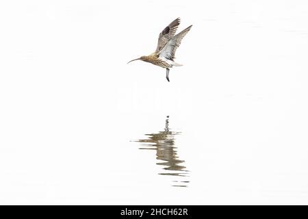 Eurasian curlew flying over water. Stock Photo