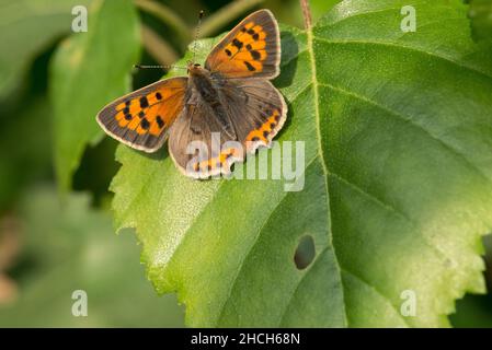 Small copper butterfly basking on a leaf. Stock Photo