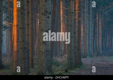 European spruce (Picea abies), illuminated by the evening sun, Emsland, Lower Saxony, Germany Stock Photo