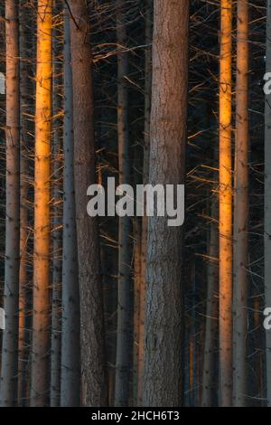European spruce (Picea abies), illuminated by the evening sun, Emsland, Lower Saxony, Germany Stock Photo