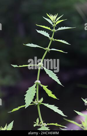 Lycopus europaeus, commonly known as Gipsywort or Water horehound, wild plant from Finland Stock Photo