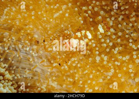 Strangulated anemone glass anemone shrimp (Periclimenes brevicarpalis) runs over haddon's carpet anemone (Stichodactyla haddoni), Pacific Ocean, Palau Stock Photo