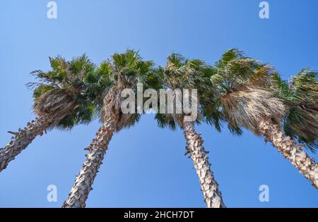 Dried leaves on a tall palm tree against the blue sky. Stock Photo