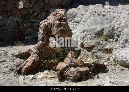 A petrified tree trunk at the Petrified Forest of Lesbos on Lesvos Island in Greece. The trees were  formed between 15 and 20 million years ago. Stock Photo