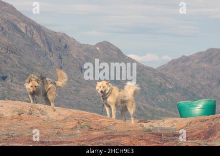 Sledge dogs in barren summer landscape, rocks, Sisimuit, Greenland, Denmark Stock Photo