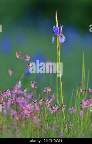 Siberian iris (Iris sibirica), iris family (Iridaceae), between cuckoo campion (Lychnis flos-cuculi) wet meadow, Eriskircher Ried, Lake Constance Stock Photo