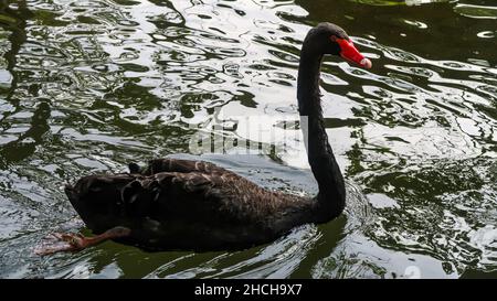 Single black swam swimming on a river in the zoo park in Belgrade, Serbia Stock Photo