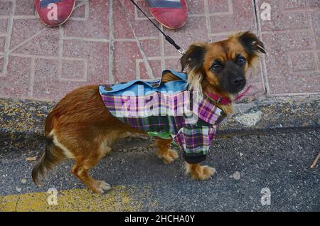 Dachshund mixed-breed in checked shirt on leash, dog fashion, clothing for dogs Stock Photo