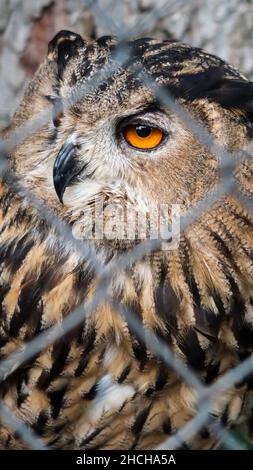 Close up portrait of an owl behind an wired fence at the zoo park in Belgrade, Serbia Stock Photo